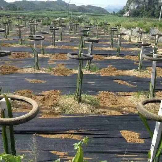 临沂防草布 高端农业物理防草先行者《天下无草》牌防草地布