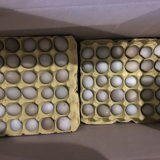钟祥市绿壳鸡蛋 箱装 食用