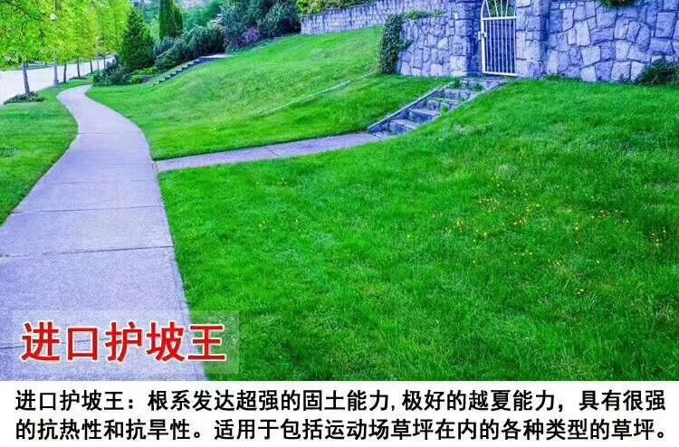 沭阳县草坪种子 四季青种子草坪 狗牙根种子 凡在本公司下单，满50斤就送5斤
