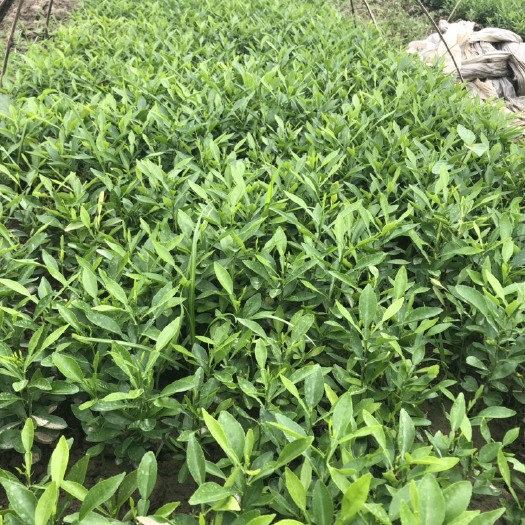 简阳市香橙苗 香橙小苗