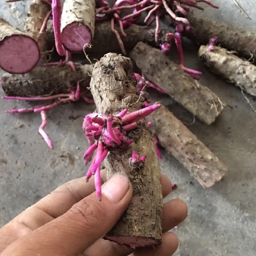 桂平市山药种  山药 紫山药。种苗
