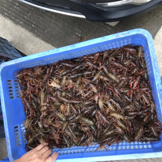 桂林龙虾苗