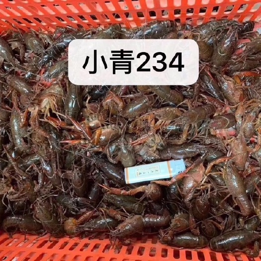 珠海潜江小龙虾 中青硬规格4.4-6.4 长期合作，价格美丽，合作共赢，