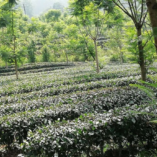 江安县高山绿茶 特级 散装