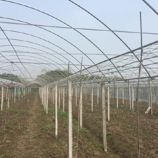 无锡种植大棚 厂家诚信供应瓜果温室大棚樱桃简易连体大棚量大从优
