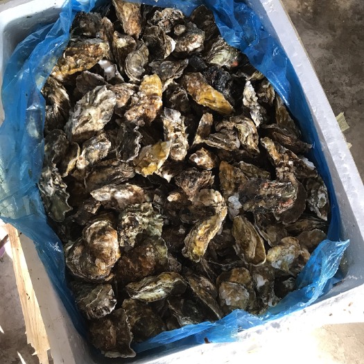 大连大连生蚝 生蚝
