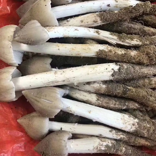 广州 增城本地荔枝菌：五月茹天然野生一年一贵：鲜甜爽口：适合送礼