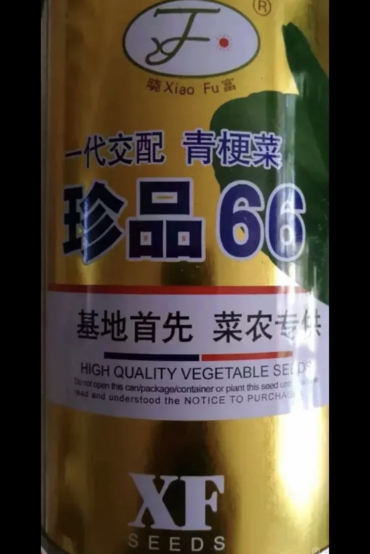 夏邑县 珍品66青梗菜种子 极早生 耐热耐雨