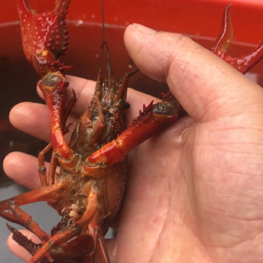 沭阳县中国龙虾 肉多肥美