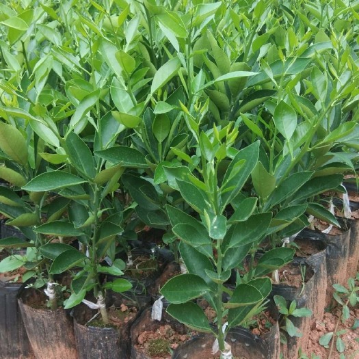 金堂县纽荷尔脐橙苗 出售脐橙苗