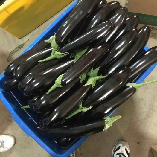 绥中县黑长茄  精品765茄王大量货源。