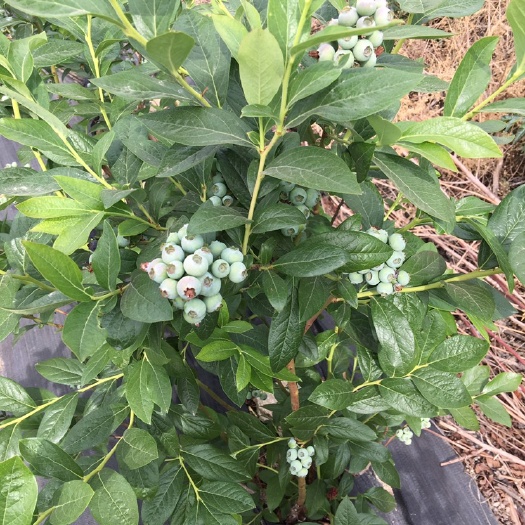肥城市北陆蓝莓苗