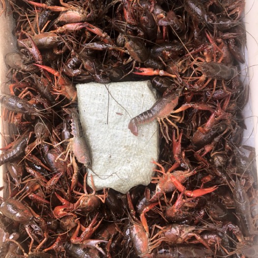 潜江市清水小龙虾 4-6钱 人工养殖