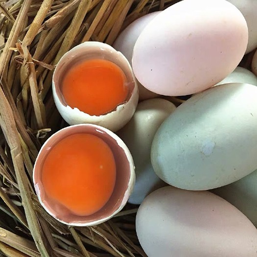烤海鸭蛋  25枚新鲜散养红树林海鸭蛋 钦州原产地直发
