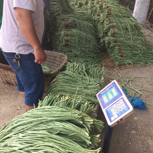 禹城市架豆王豆角 40cm~70cm