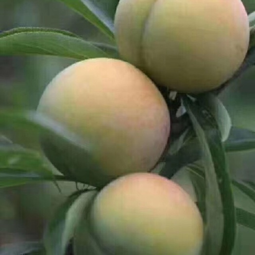 镇宁县蜂糖李 蜜糖李