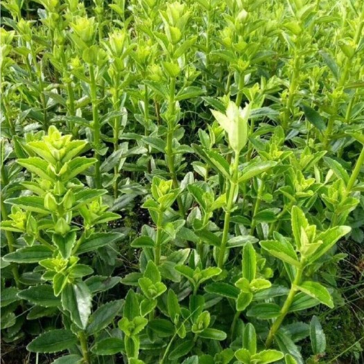 蒙自市红根野蚕豆种子 红根野蚕豆