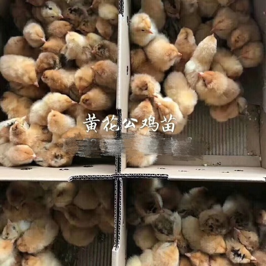 广州 黄花公鸡苗