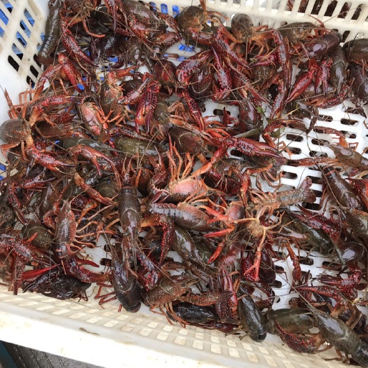 桂林小龙虾苗