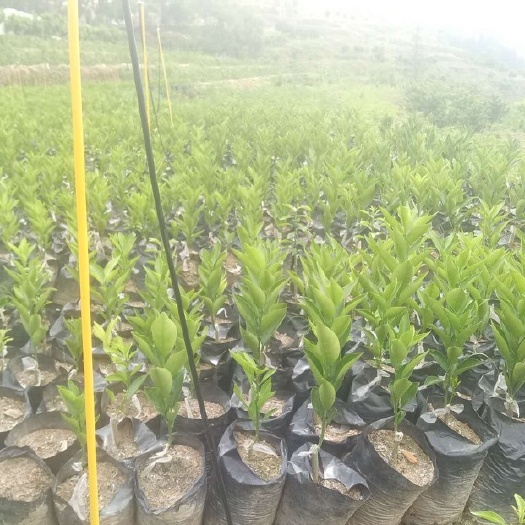 宜昌伦晚脐橙苗 嫁接苗 0.5米以下