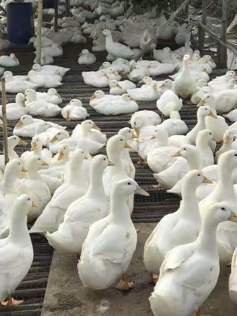 高州市麻鸭苗