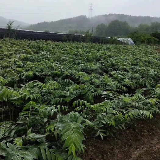 浮梁县 只有黄精巜黄金》所有的努力只为以后站在人面前有底气