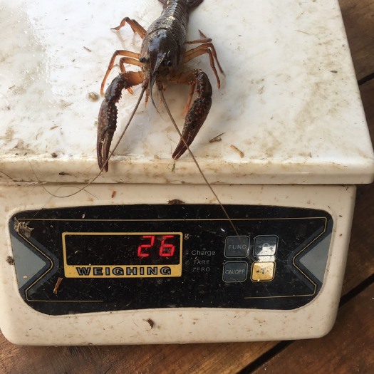 潜江市潜江小龙虾 塘虾