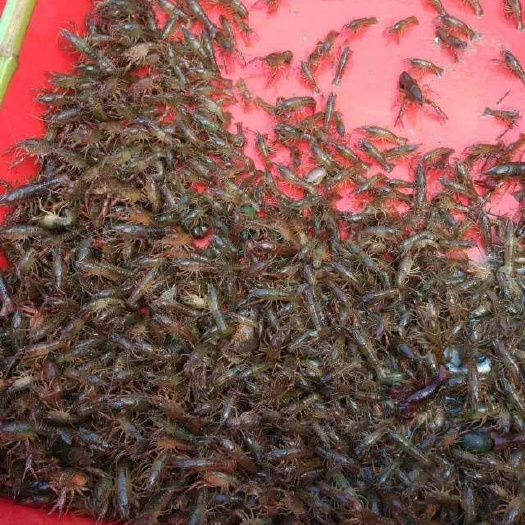 桂林 桂林小龙虾苗批发