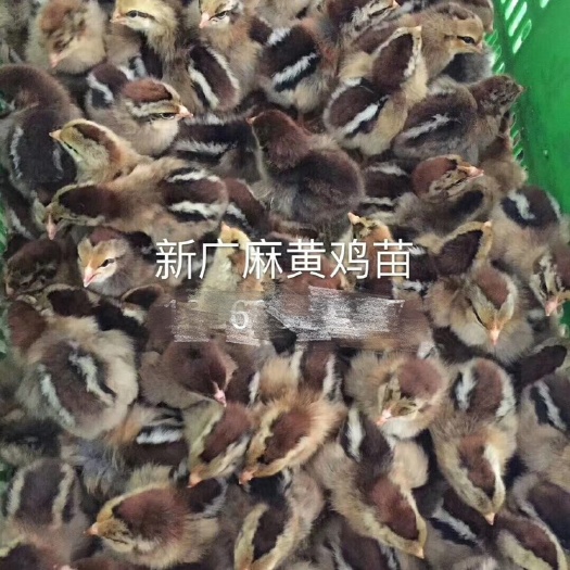 广州 新广麻黄鸡苗/901/902