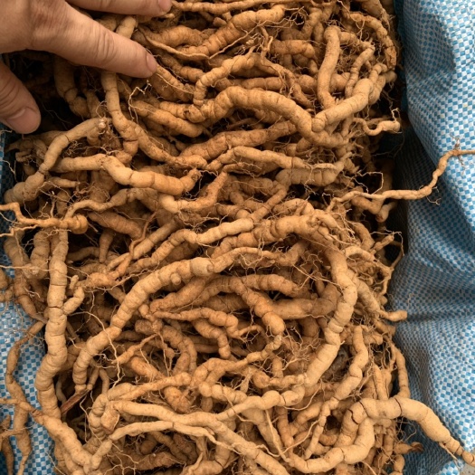 巴戟天鲜货批发