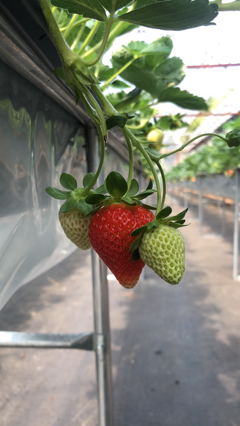 高架种植精品四季草莓