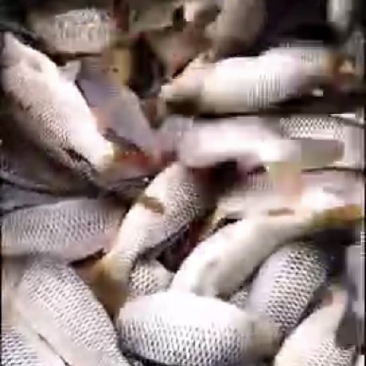 苏州 2到3斤的鲤鱼