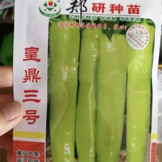 夏邑县 皇鼎三号辣椒种子 黄皮尖椒种子 耐高温，肉厚