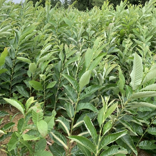 苍溪县大红袍板栗苗 嫁接苗 1~1.5米