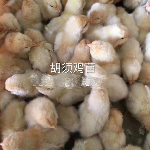 广州 胡须鸡苗