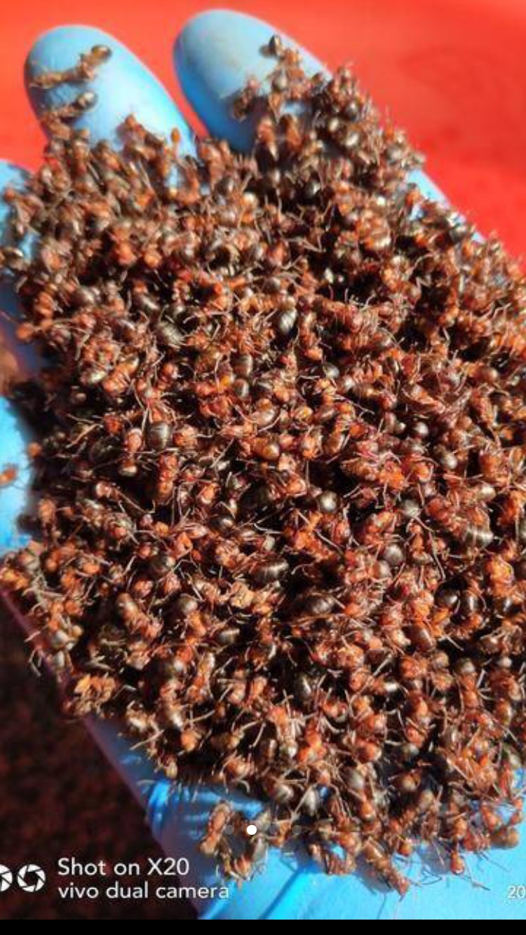 大量野生红蚂蚁 可批发可零售
