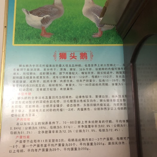 嘉祥县狮头鹅苗 本公司是常年养殖销售回收为一体的大型孵化基地，小投资大利润