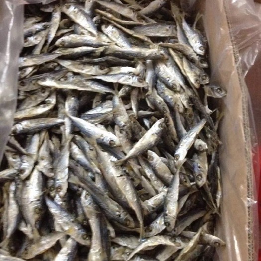 东山县巴浪鱼干