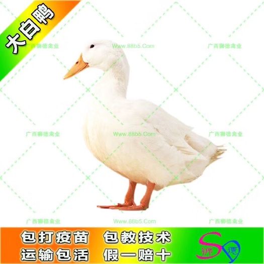 南宁樱桃谷肉鸭苗 肉鸭 桂柳鸭 樱桃谷 大白鸭