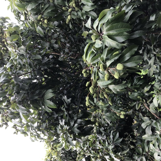 广州 仙进奉荔枝六月中上市