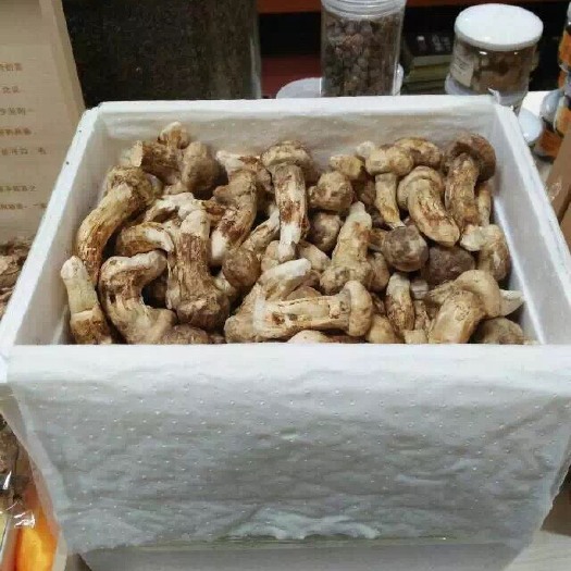 延吉市 新鲜松茸 长白山松茸 朝鲜松茸 还有干货 包装盒干品 有需要