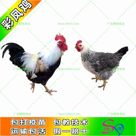 南宁彩凤鸡苗 彩凤鸡