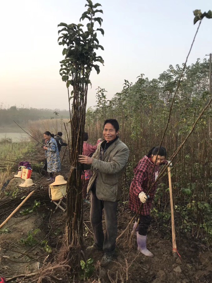  翠冠梨苗 果大多汁 湖北伟灿梨苗基地批发 品种保证现挖现发