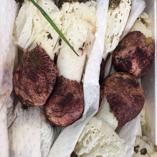 杭州鲜竹荪 鲜竹荪 一级