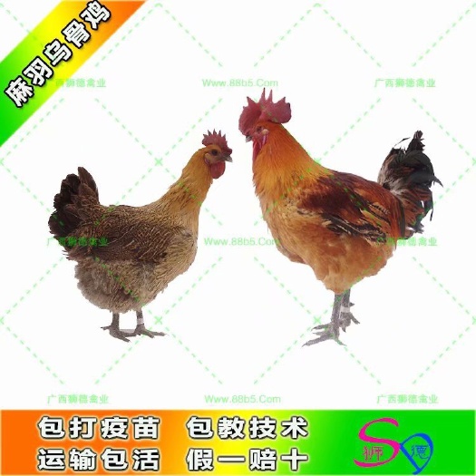 南宁麻羽乌鸡苗 黄羽 麻羽乌谷鸡
