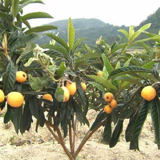 灵山县枇杷芒果苗 大五星枇杷苗