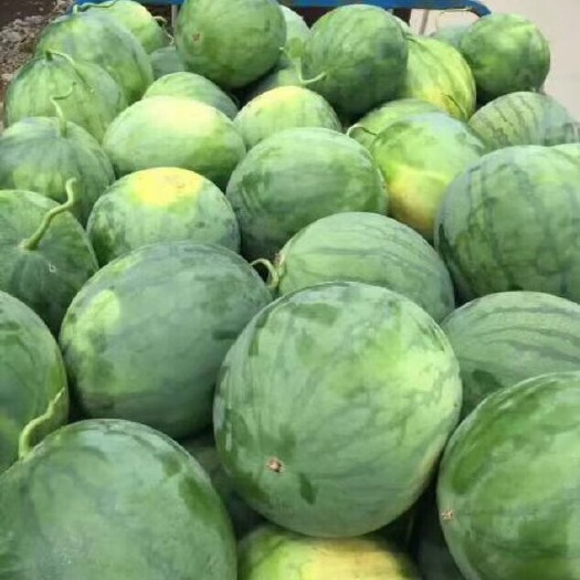 南宁 无籽西瓜大量上市了、十斤打底、八成熟、头茬、无籽