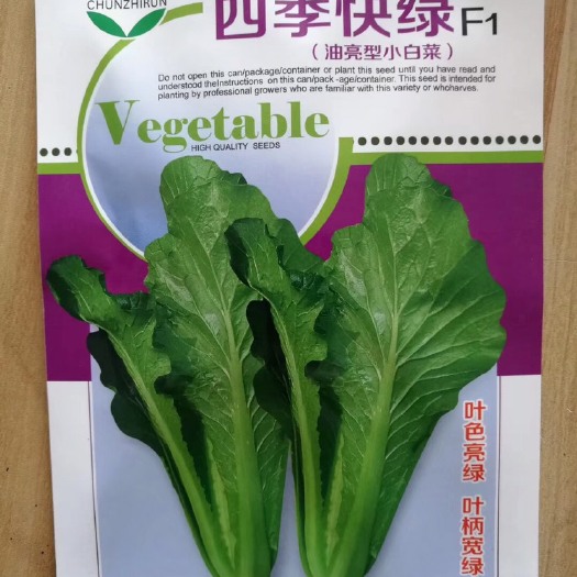 夏邑县 四季快菜 油量型小白菜种子抗病 生长速度快 高产