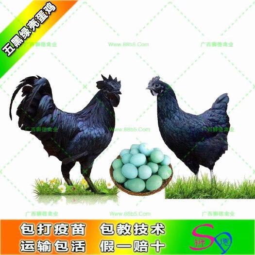 南宁绿壳蛋鸡苗 五黑绿壳蛋鸡