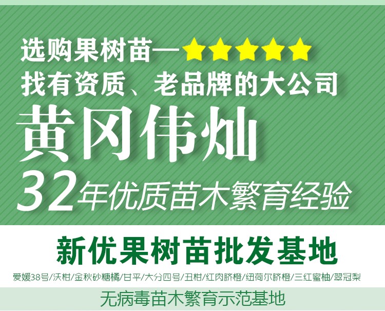  大十果桑苗 早熟丰产 品质优 易栽培管理 湖北基地供应